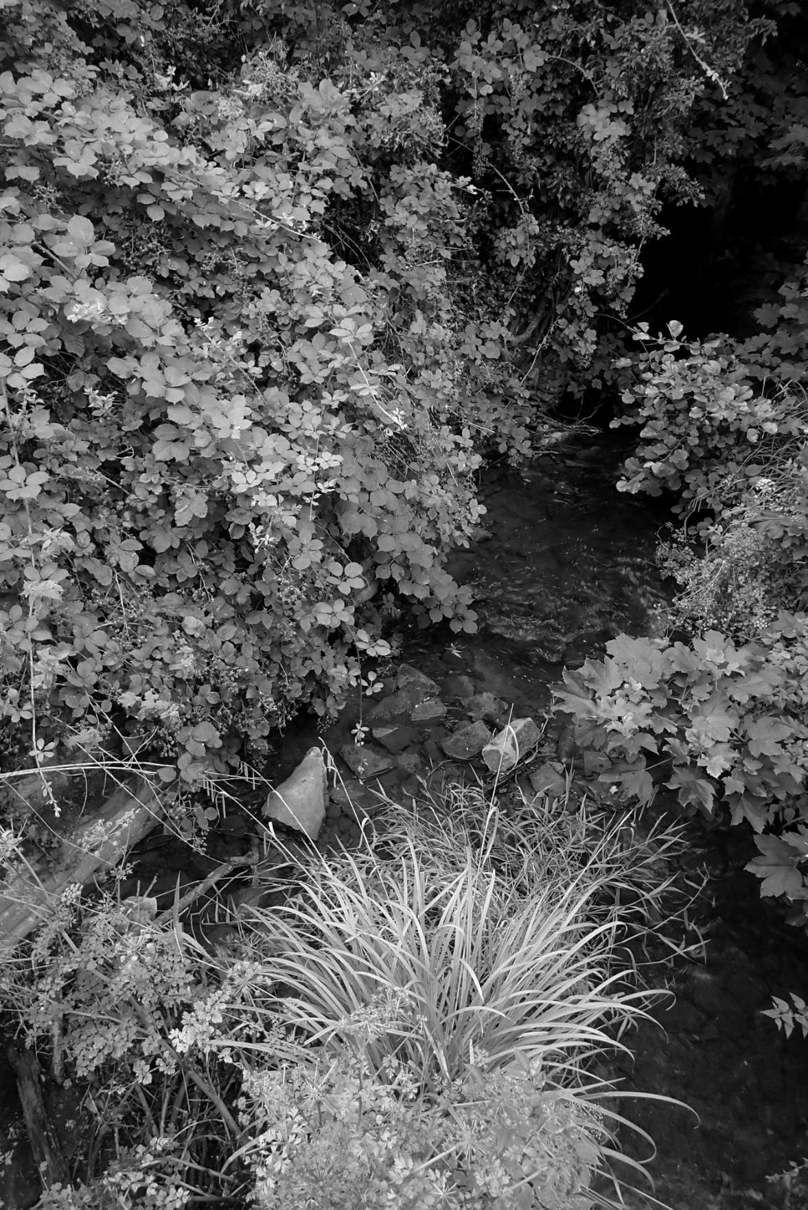 A vertical black and white photograph of a low river with blackberry bushes and other leafy trees growing thickly over it, almost shading it entirely. At the bottom of the image is a jumble of tall grass growing in the river itself.