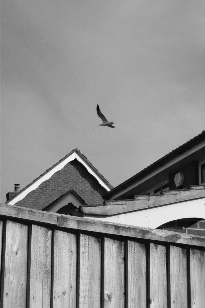 A vertical black and white photograph of a gull in flight over interesecting brick houses and a wooden fence in the foreground.