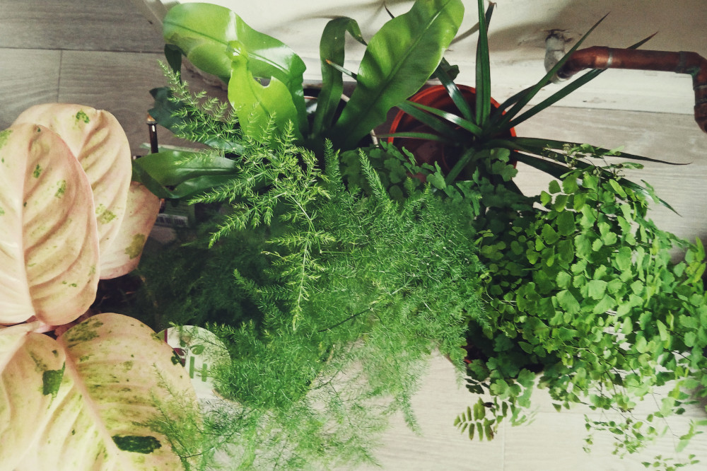 A horizontal top down colour photograph of plants on a light coloured floor. Three of the plants are green ferns, two others succulents - one green, one light pink yellow.