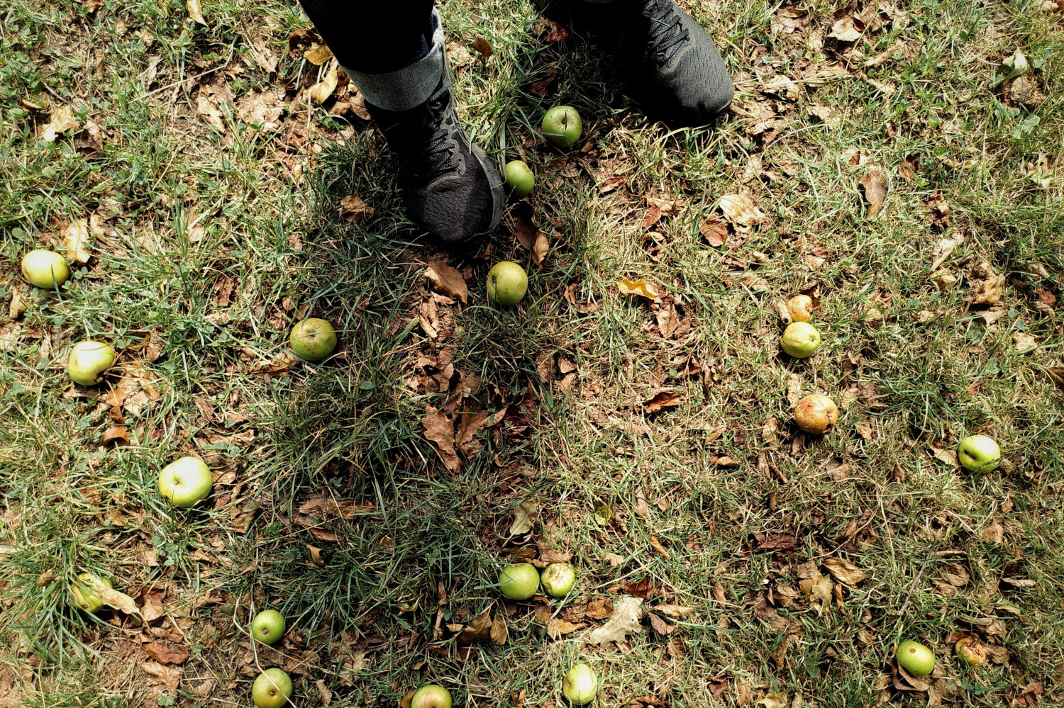 A horizontal colour photograph of fallen apples on grass. At the top of the images are two black shoes