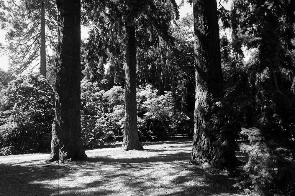 A horizontal black and white photograph of three tree trunks arranged in a triangled bathed in dappled light coming from the left. Around them are bushes and other trees.