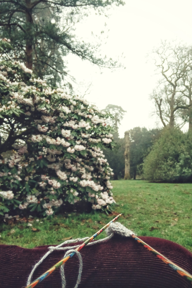 A vertical colour photograph of a small knitted work in progress on my lap. Behind is a rhododendron in flowers and more trees still bare.