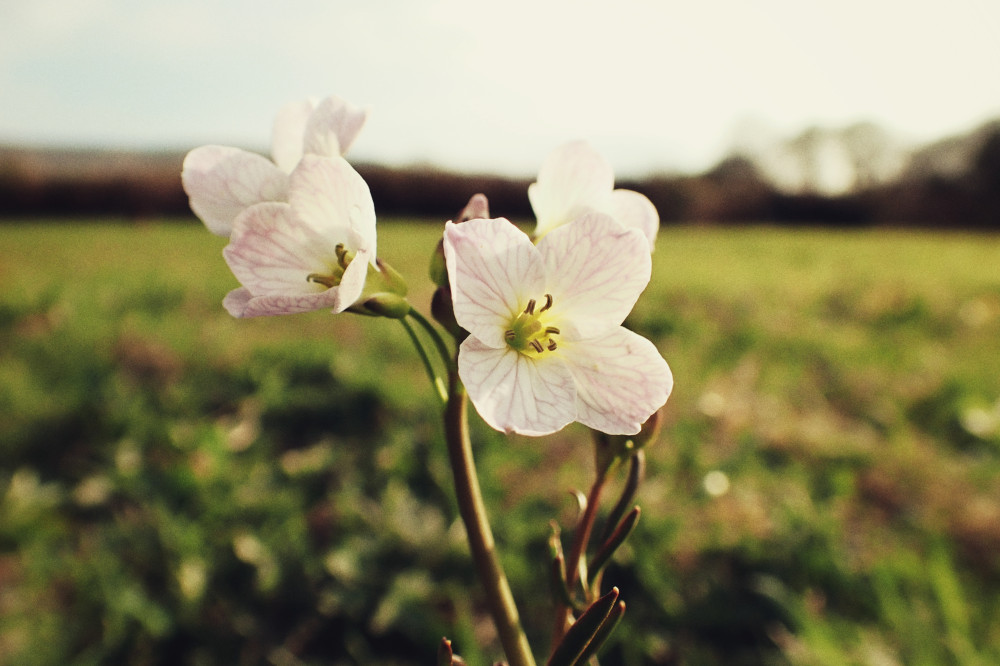 A horizontal colour photograph of a cuckoo flower in a field under the sunshine.