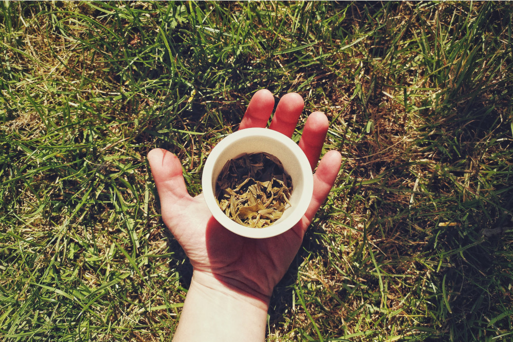 A horizontal colour photograph of my hand holding a white ceramic tea strainer full of open wet tea leaves over grass.
