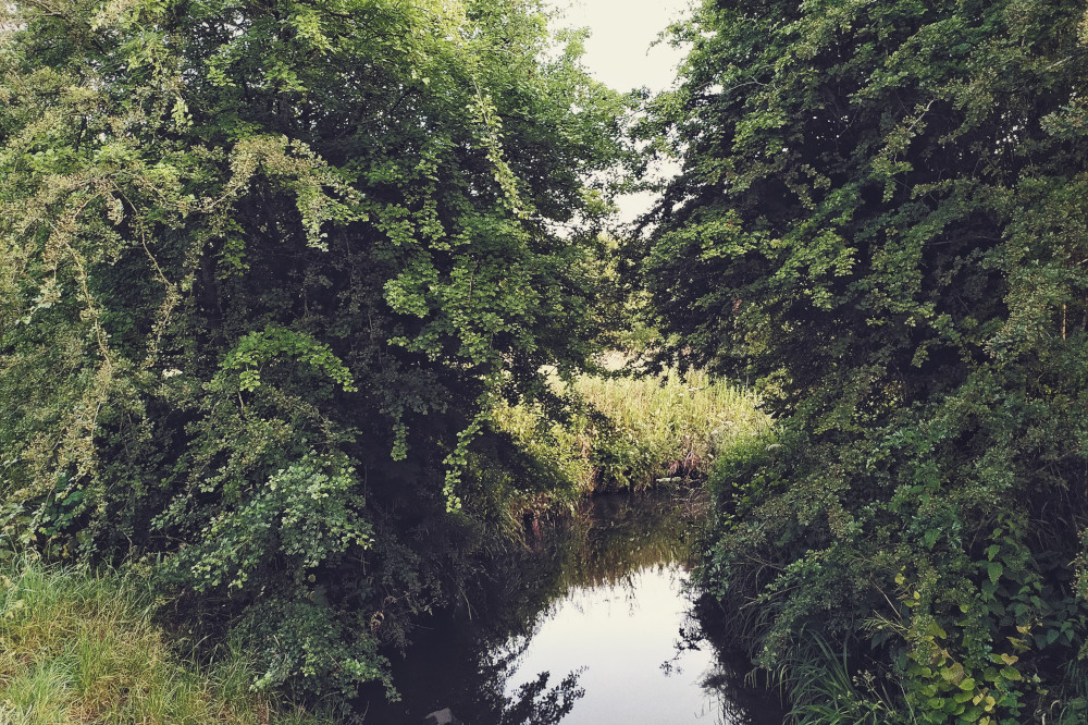 A horizontal colour photograph of a small brook filled with water and surrounded by bushy leafy greens that hang over the water. The brook makes a turn and disappears into the distance.