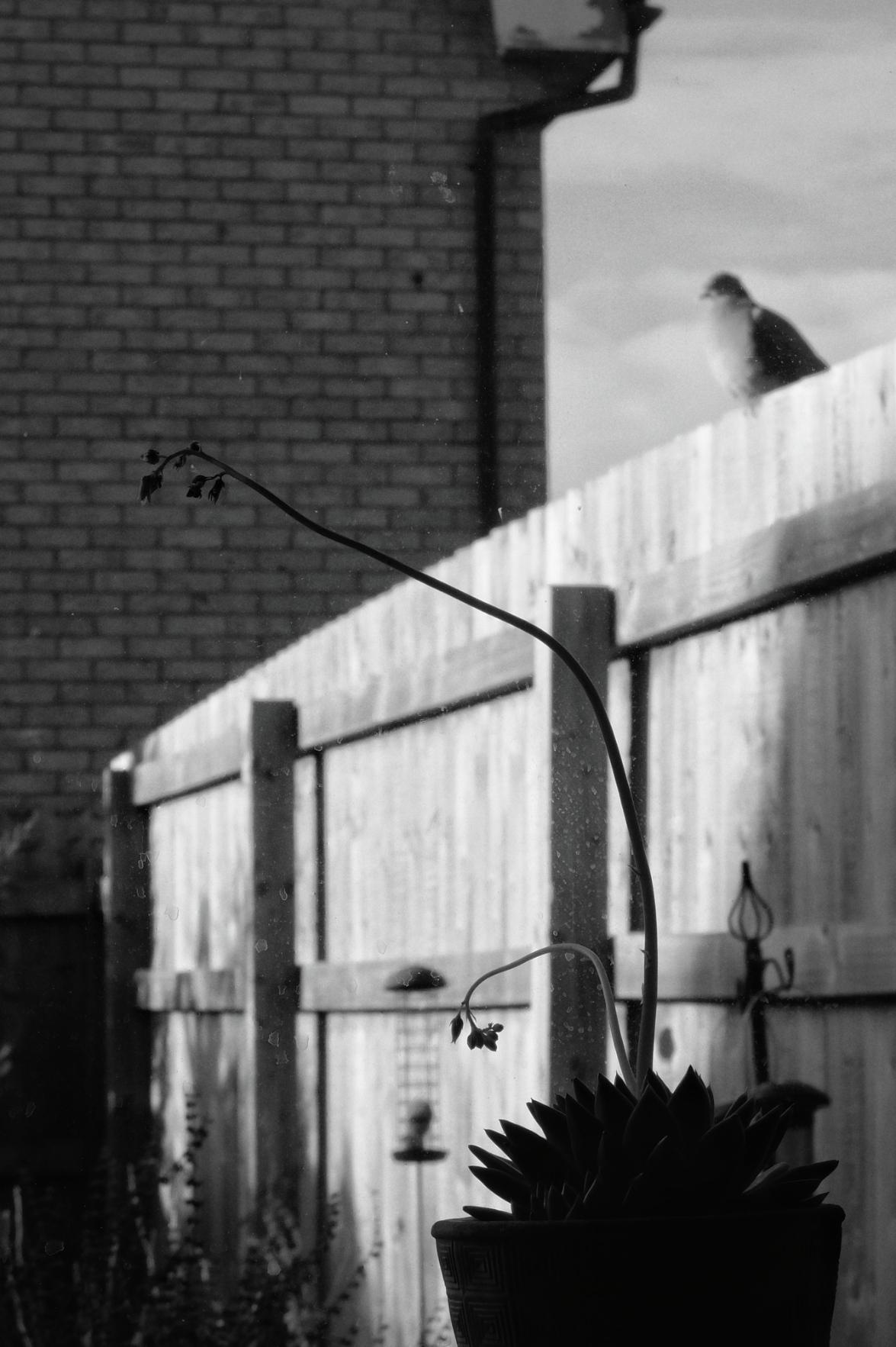 A vertical black and white photograph of a pigeon on a wooden fence seen through a dirty window. The pigeon is blurred, the window and the plant in front of it in focus. The plant is shooting an arm and some flowers upwards.