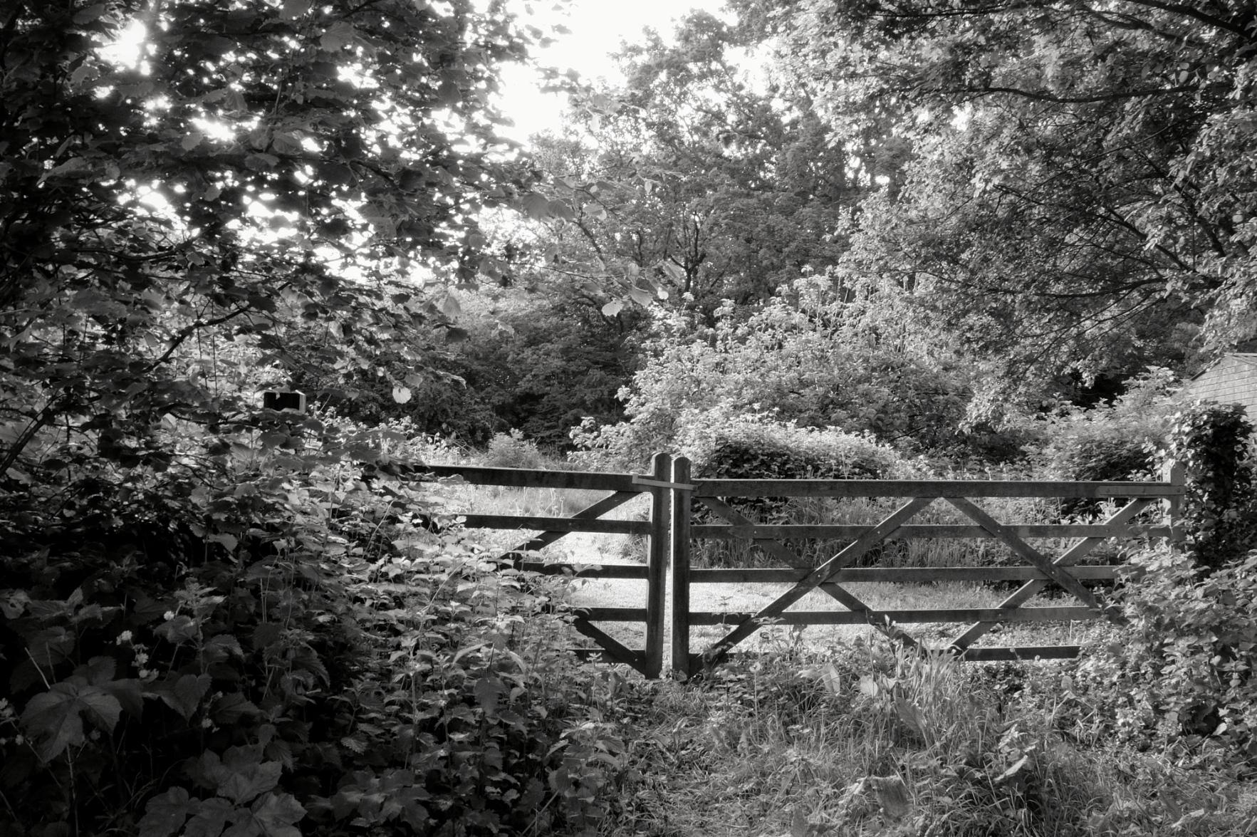 A horizontal black and white photograph of a wooden gate surrounded by overgrown grass, trees, and bushes. Light illuminates the scene with a brilliant glow.