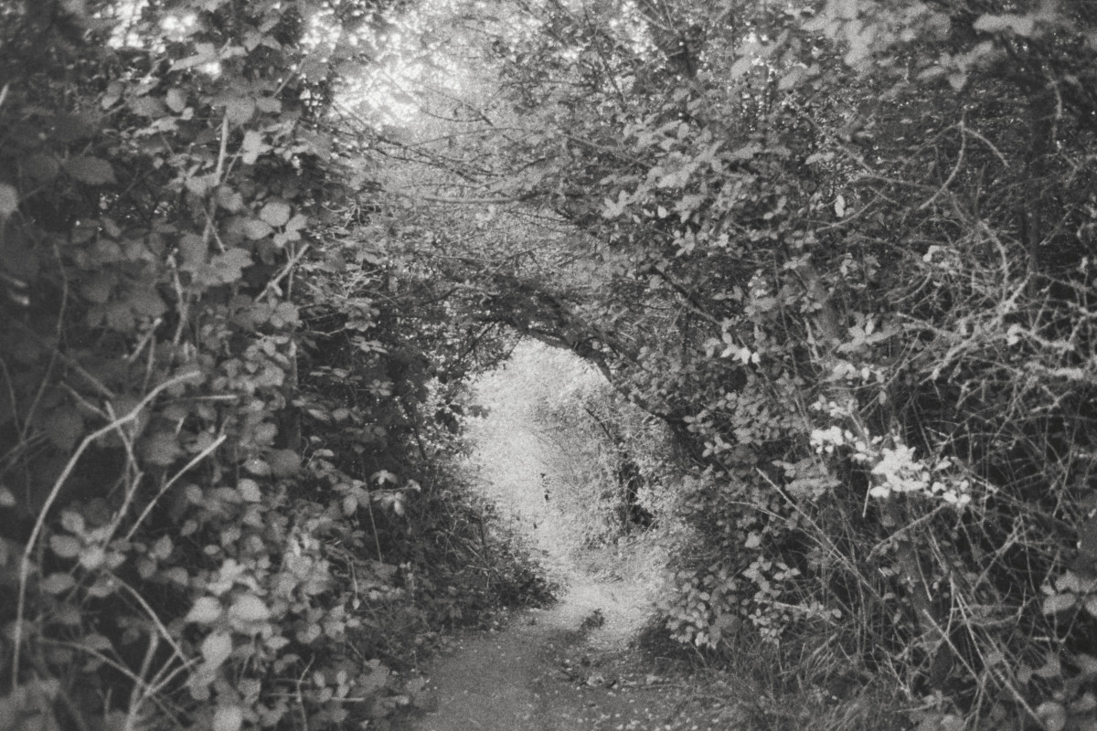 A horizontal black and white photograph of a tunnel of trees and bushes filled with light.