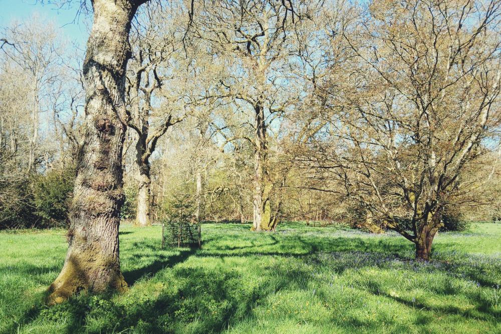 A horizontal colour photograph of still winter bare trees with grass all around and bluebells growing by the trunks. The sky is blue and the air bright.