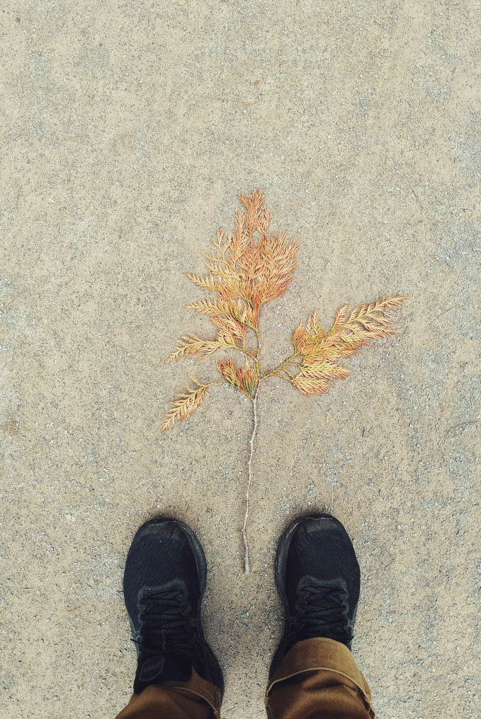 A vertical colour photograph of a fallen pine tree branch on gravel. The brand looks like a tree see from a distance. Either side of the branch, at the bottom of the image, are my feet in black trainers.